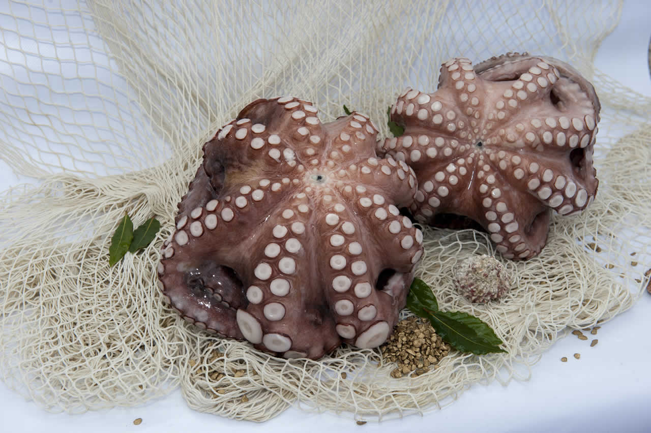 Flower Shaped Octopus